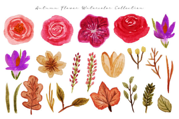 Autumn Flower Watercolor Collection and Illustrations