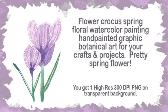 Flower Crocus Spring Floral Watercolor Illustrations