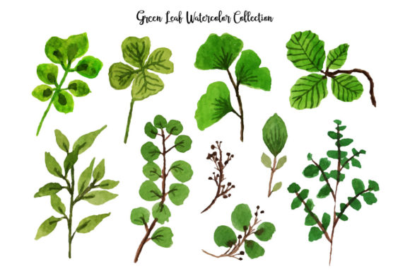 Green Leaf Watercolor Review