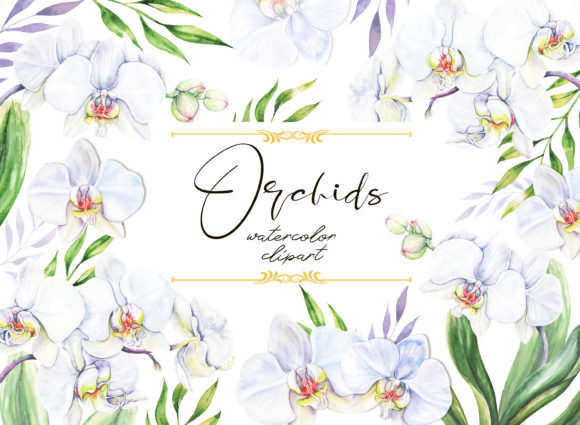 Orchids Watercolor Clipart and Illustrations