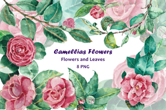 Pink Camellias Watercolor Clipart and Illustrations