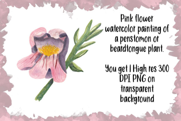 Pink Flower Watercolor Painting Illustrations