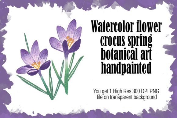 Watercolor Crocus Spring Floral Illustrations Review