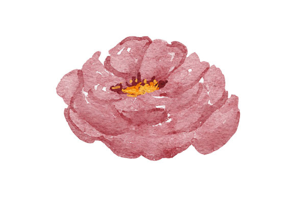 Watercolor Rose Peony Flower Element and Illustrations